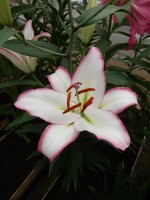 [4222 Hotline No02.JPG]